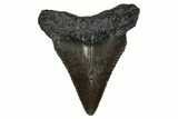 Serrated, Juvenile Megalodon Tooth - South Carolina #353314-1